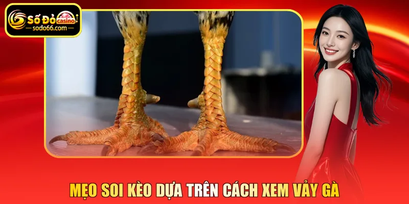 Mẹo soi kèo dựa trên cách xem vảy gà