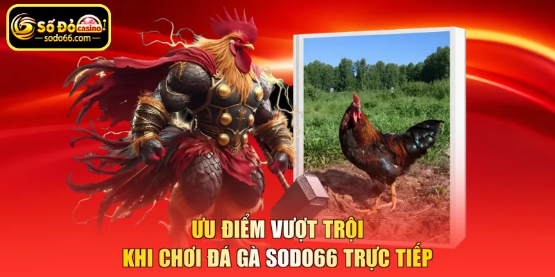 Ưu điểm vượt trội khi chơi đá gà SODO66 trực tiếp